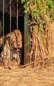 Video: Leopard Roaming Near Hyderabad Airport Trapped After 6 Days 