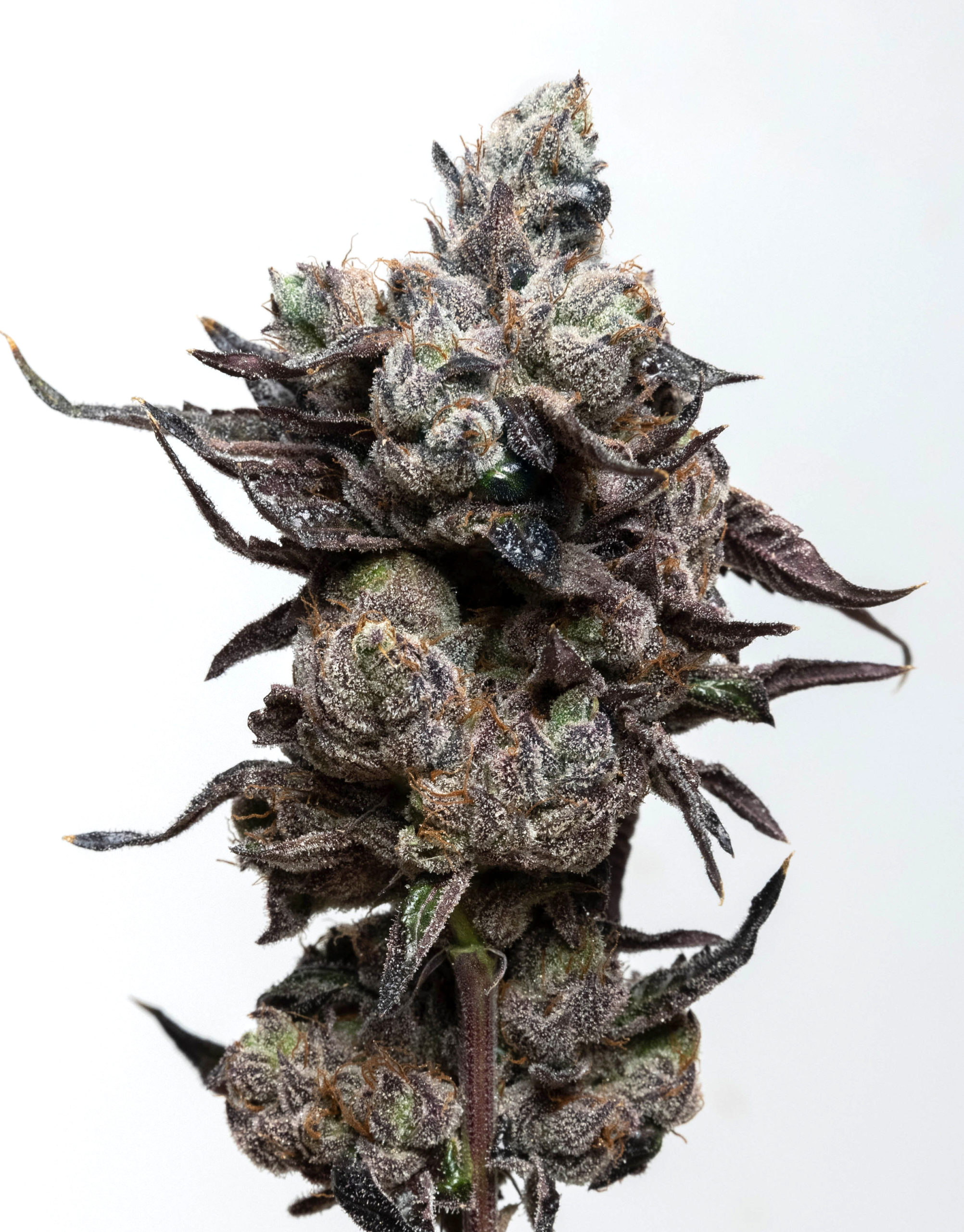 Runtz clone colorful exotic buds