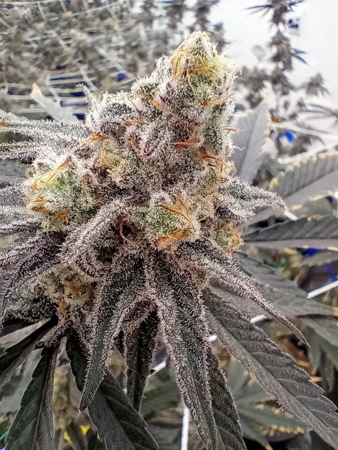 LCG cannabis clone dense buds