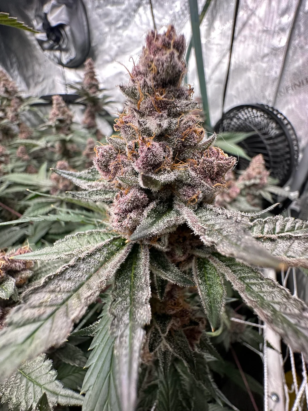 Trop Cherry cannabis clone trichome detail